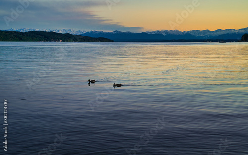 Zwei Enten auf dem Wasser bei romantischem Sonnenuntergang am Starnberger See