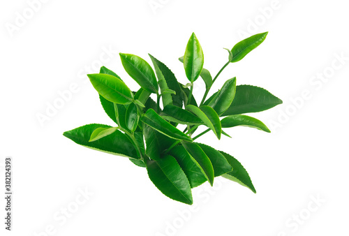 Green tea leaves isolated on white background © Jack Tamrong