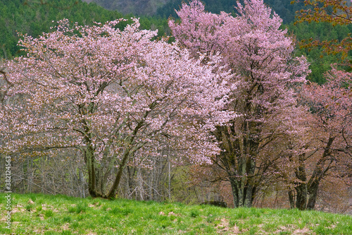 大山桜