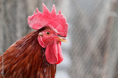 Photo Red rooster close up, poultry concept