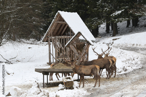 Majestic a herd of  red deers (cervus elaphus) eats from a deer feeder. Beautiful winter country frozen morning. Hunger animals