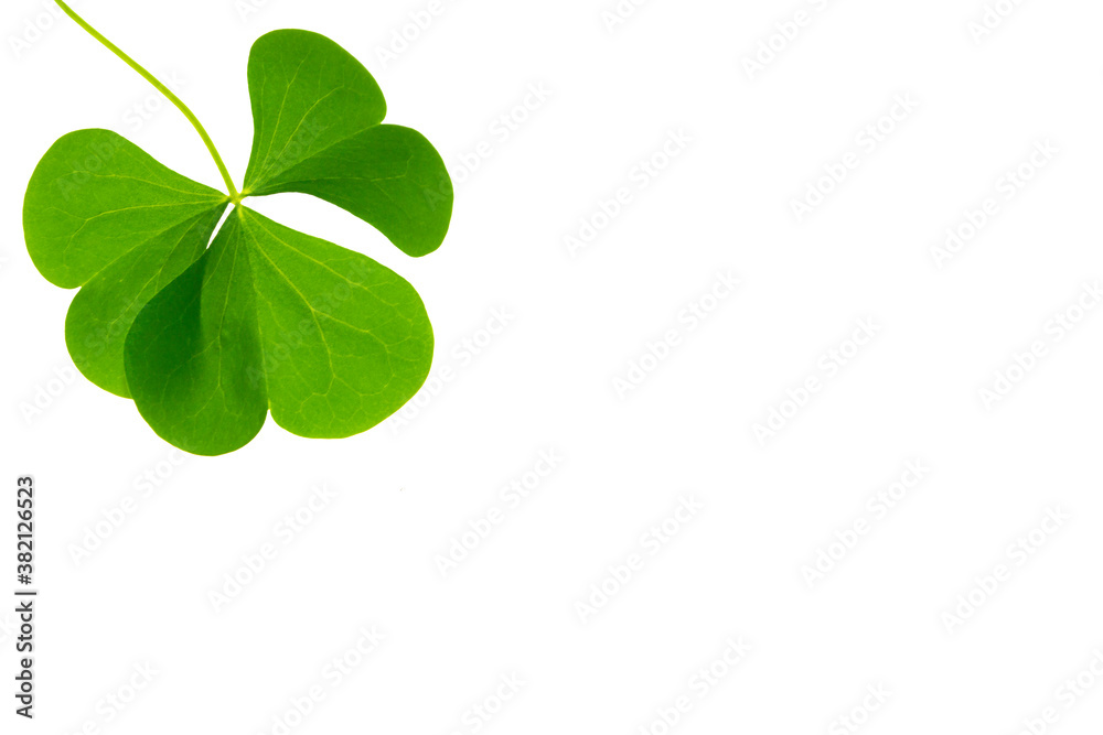green clover leaves isolated on white background. St.Patrick 's Day green clover leaves isolated on white background. St.Patrick 's Day