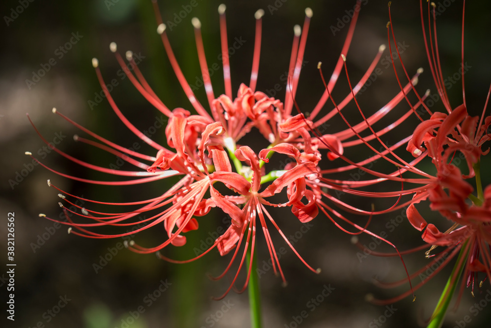 Lycoris radiata. Red spider lily in garden. Lycoris radiata. Red spider lily in garden.