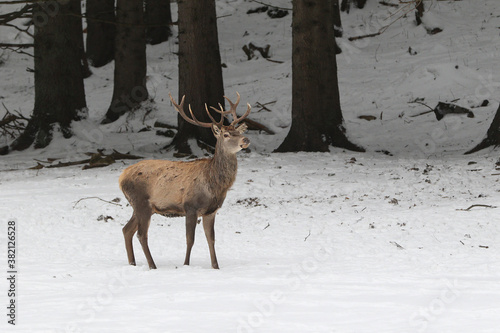 Wallpaper Mural Powerful adult red deer in winter meadow. Torontodigital.ca
