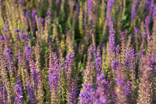 Morning in the park. Lavender.