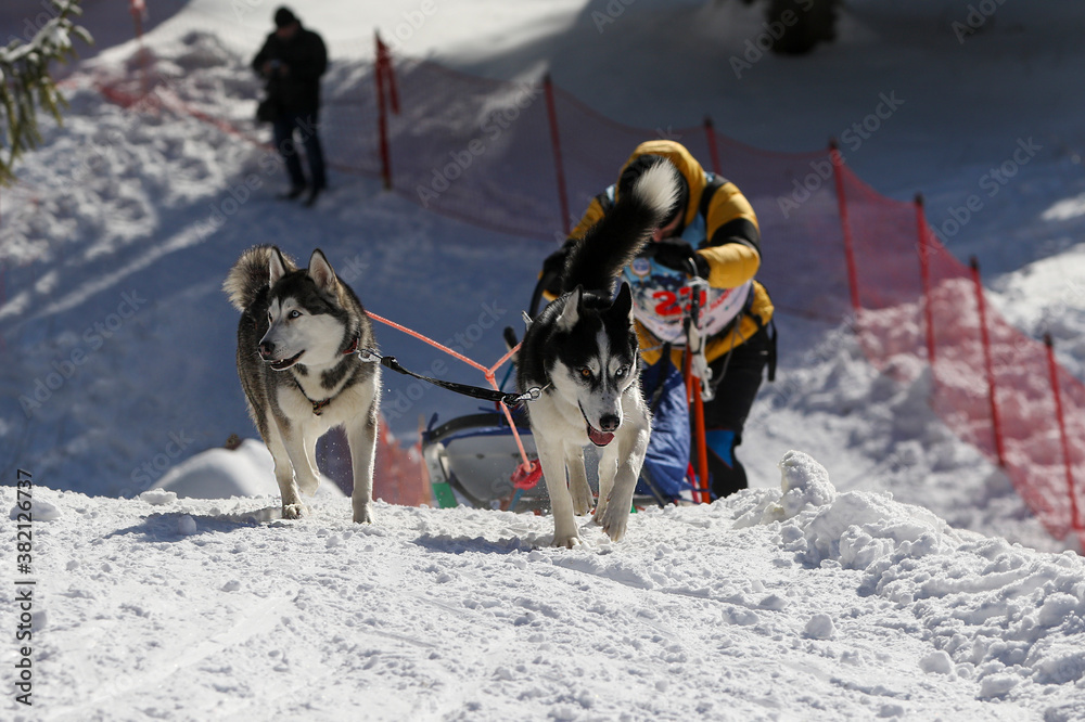 Winter Sled dog racing. Sled dog in harness run and pull dog driver. Winter sport championship competition. Winter Sled dog racing. Sled dog in harness run and pull dog driver. Winter sport championship competition.