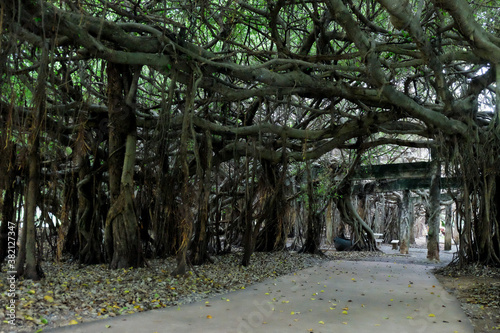 creepy trees with twisted roots in the night jungle forest. Scary concept. Spooky Halloween dead mysterious forest creepy trees with twisted roots and two lizard on misty night forest. Scary concept. 