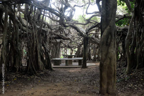 creepy trees with twisted roots in the night jungle forest. Scary concept. Spooky Halloween dead mysterious forest creepy trees with twisted roots and two lizard on misty night forest. Scary concept. 