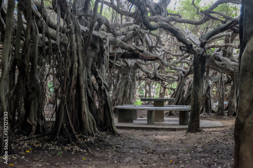 creepy trees with twisted roots in the night jungle forest. Scary concept. Spooky Halloween dead mysterious forest creepy trees with twisted roots and two lizard on misty night forest. Scary concept. 
