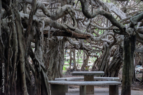 creepy trees with twisted roots in the night jungle forest. Scary concept. Spooky Halloween dead mysterious forest creepy trees with twisted roots and two lizard on misty night forest. Scary concept. 