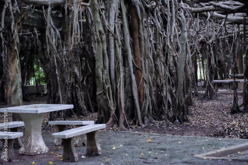 creepy trees with twisted roots in the night jungle forest. Scary concept. Spooky Halloween dead mysterious forest creepy trees with twisted roots and two lizard on misty night forest. Scary concept. 