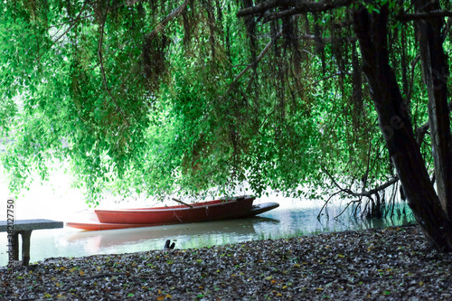 creepy trees with twisted roots in the night jungle forest. Scary concept. Spooky Halloween dead mysterious forest creepy trees with twisted roots and two lizard on misty night forest. Scary concept. 