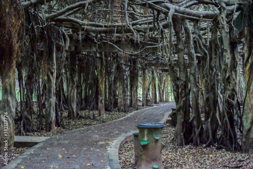 creepy trees with twisted roots in the night jungle forest. Scary concept. Spooky Halloween dead mysterious forest creepy trees with twisted roots and two lizard on misty night forest. Scary concept. 