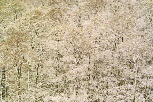 雪のぶな林 © Paylessimages