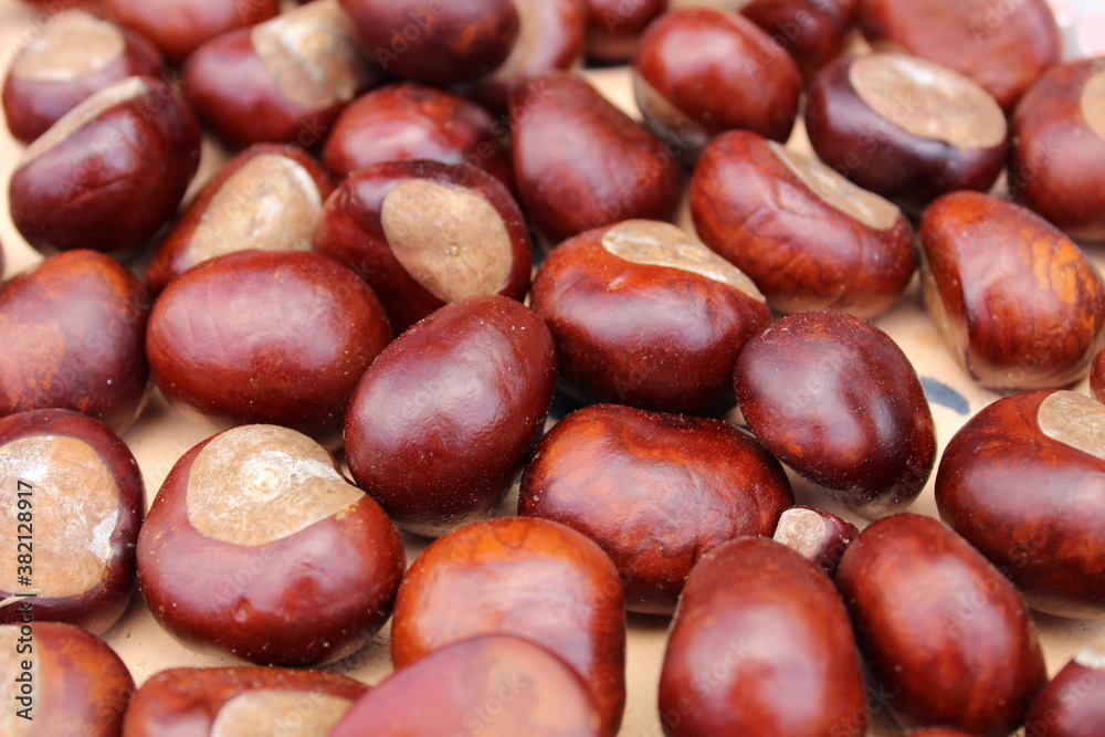 background chestnut brown shiny closeup of the fruit of the tree background chestnut brown shiny closeup of the fruit of the tree