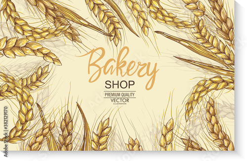 Vector hand drawn wheat ears set. Farm field illustration. For packing.Bunch of grain barley.Banner design. Barley illustration in vintage style.Wheat grain,granule, kernel,corn,rye,barley,oats,pic.