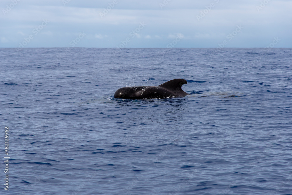 Fototapeta premium Madeira