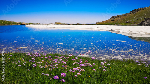 meadow with flowers and lake
