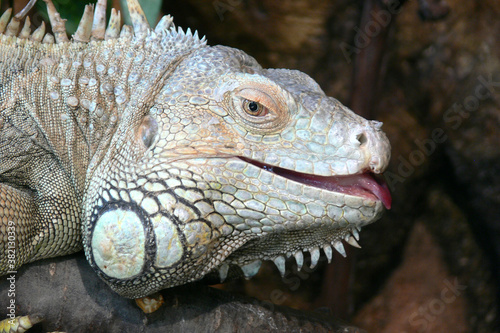  Laughing iguana portrait
