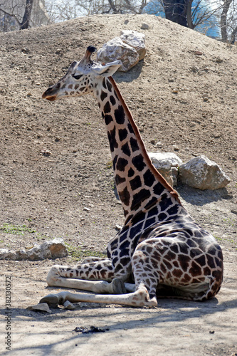 Young giraffe sitting on the ground