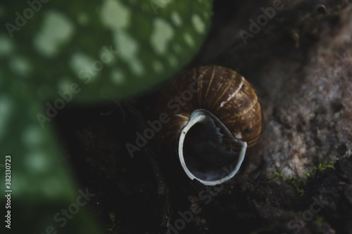 Fotografía An empty snail shell lies on the ground.
