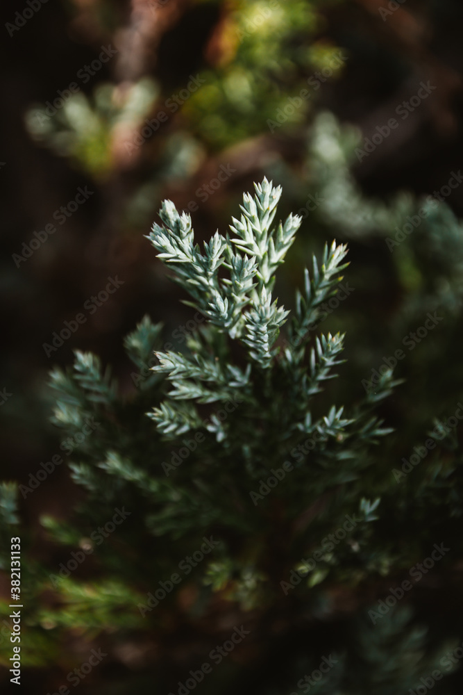 Green natural background. Beautiful green plant Green natural background. Beautiful green plant