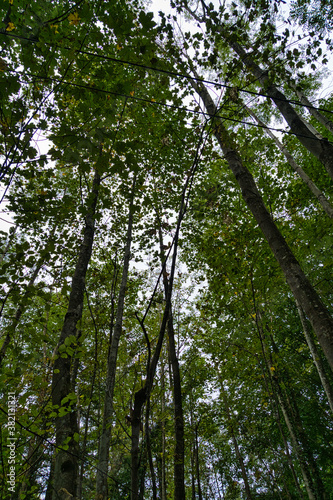 Im Wald zwischen gro  en  alten B  umen nach oben Blicken