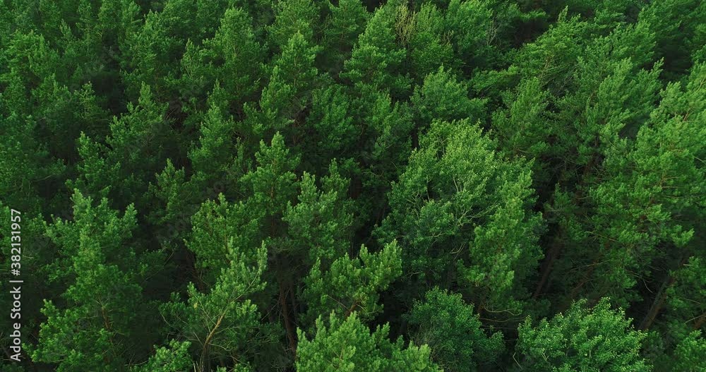 Woodland aerial shot. Nature tranquility. Green tree crowns swinging in wind from above. Forest conservation. Wild countryside flyover. Freedom harmony. Woodland aerial shot. Nature tranquility. Green tree crowns swinging in wind from above. Forest conservation. Wild countryside flyover. Freedom harmony.