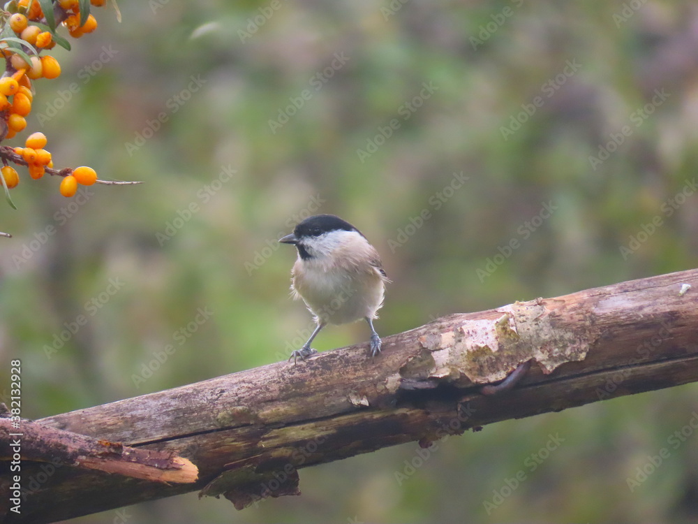 Naklejka premium Marsh tit (Poecile palustris) perching on a beautiful tree branch. Beautiful marsh tit perching.