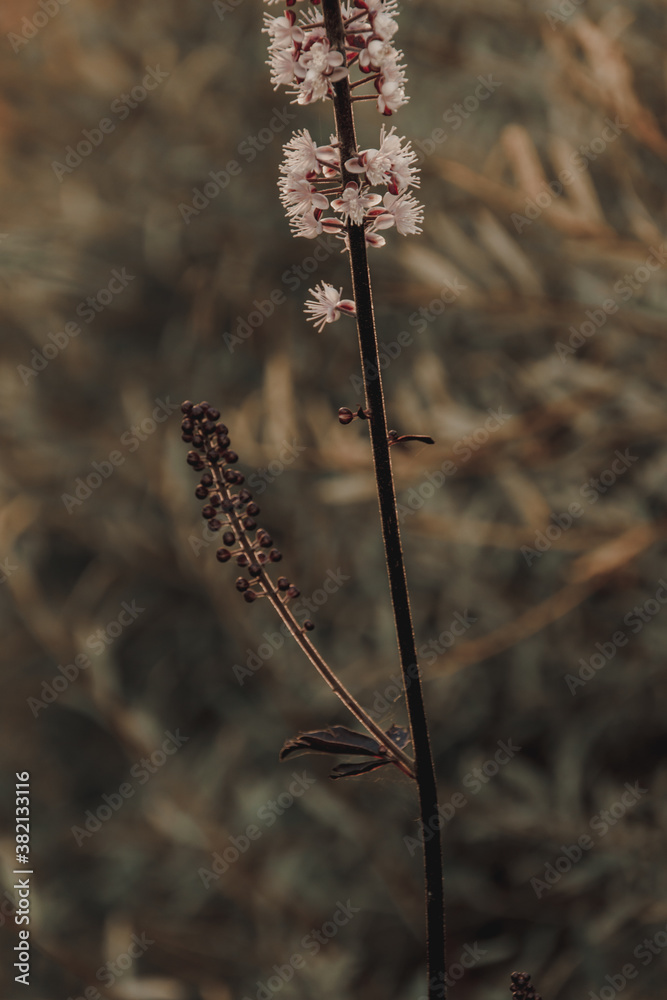 Autumn plants and flowers in the garden in Russia. Natute background Autumn plants and flowers in the garden in Russia. Natute background