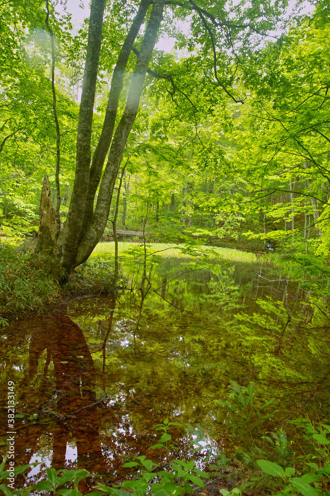 Obraz premium 鏡沼