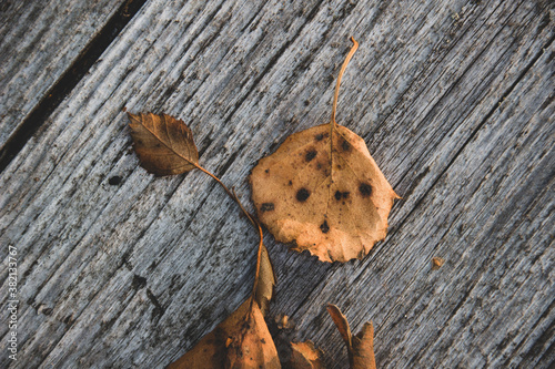 Close up photos of autumn leaves on a wooden background