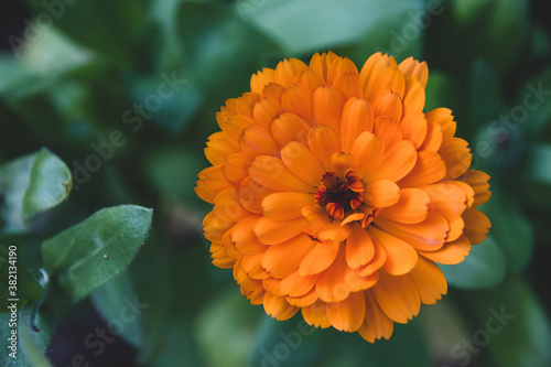 Close up macro of bright orange flower with a blurry green background. Flower in the garden photo