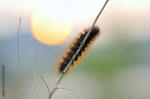 Obraz na plátně 毛虫