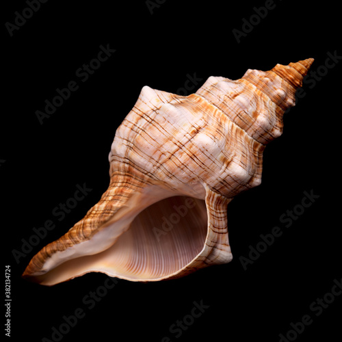 Pleuroploca trapezium, trapezium horse conch shell isolated on black photo