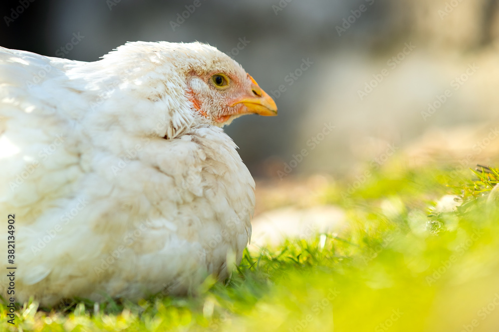 Hen feed on traditional rural barnyard. Close up of white chicken sitting on barn yard with green grass. Free range poultry farming concept. Hen feed on traditional rural barnyard. Close up of white chicken sitting on barn yard with green grass. Free range poultry farming concept.