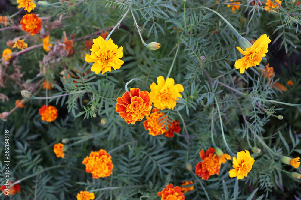 Delicate red and yellow flowers in romantic garden Delicate red and yellow flowers in romantic garden