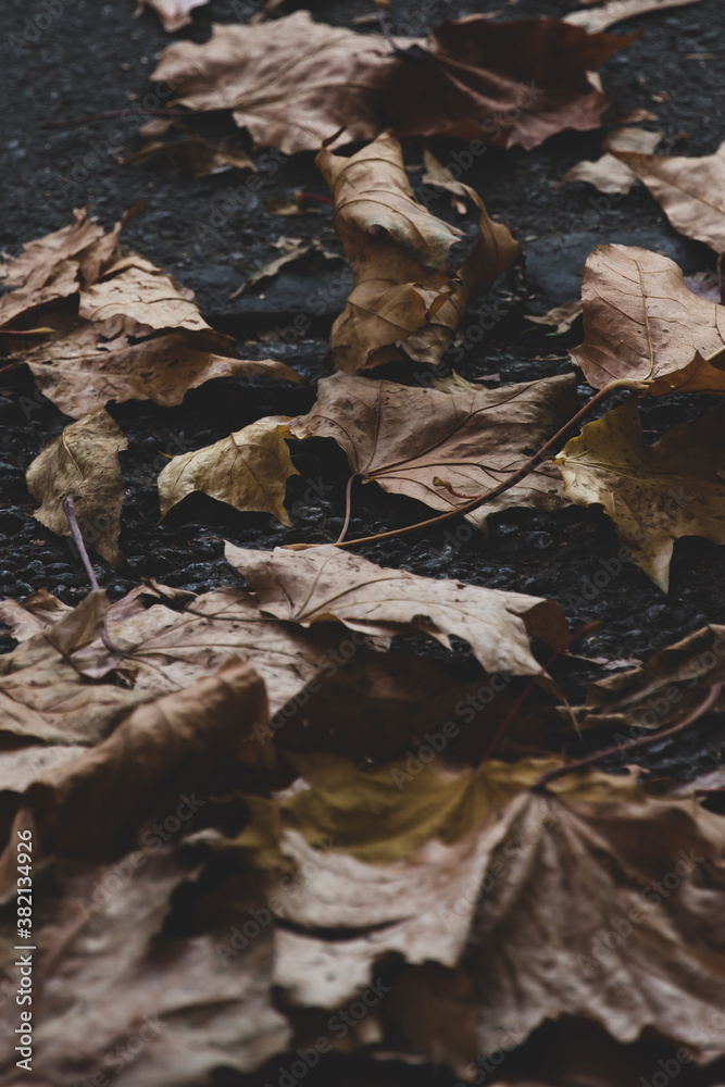 Autumn leaves on the ground. Dark background