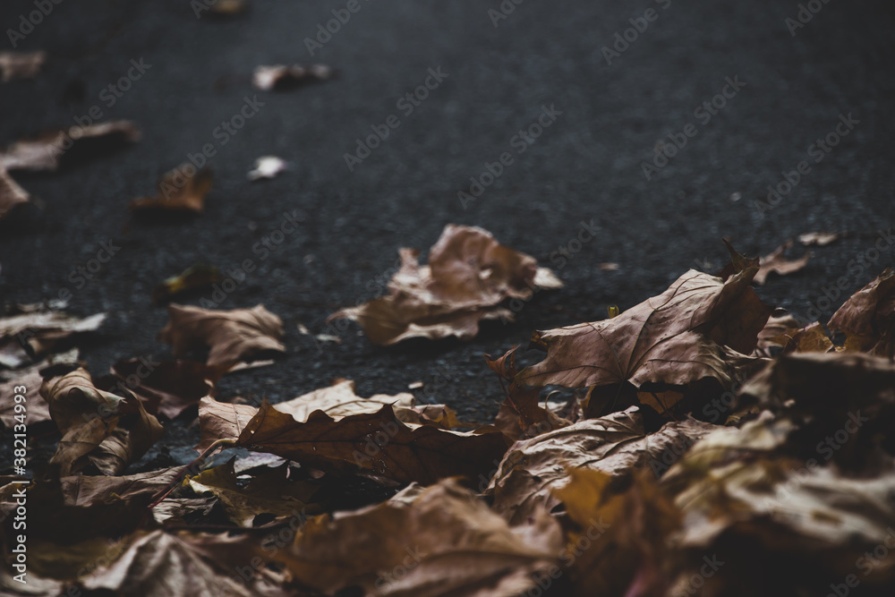 Autumn leaves on the ground. Dark background Autumn leaves on the ground. Dark background