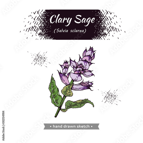 Clary sage twigs with leaves and flowers . Detailed hand-drawn sketches, vector botanical illustration.
