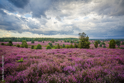 Heather august blossom in the Lueneburger Heide in Nothern Germany