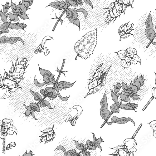 Seamless Pattern with Clary sage twigs with leaves and flowers . Detailed hand-drawn sketches, vector botanical illustration.