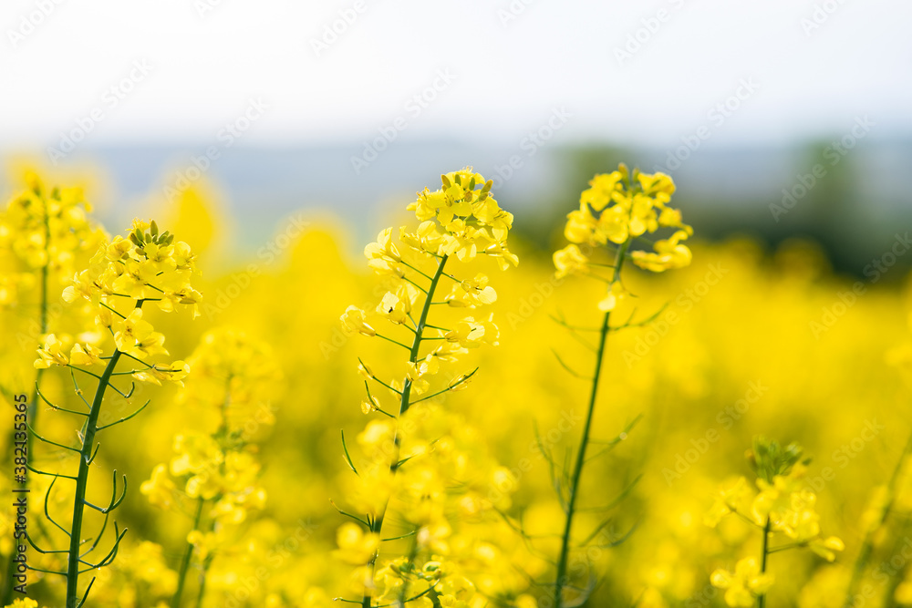 Close up detail of blooming yellow rapeseed plants in agricultural farm field in spring. Close up detail of blooming yellow rapeseed plants in agricultural farm field in spring.