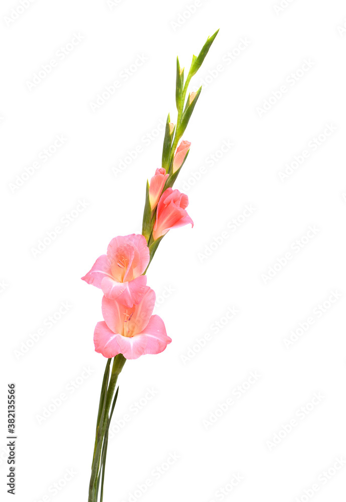 Obraz Gentle pink gladiolus or sword lily isolated on white background