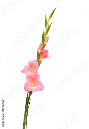 Fototapeta Naklejka Na Ścianę i Meble -  Gentle pink gladiolus or sword lily isolated on white background