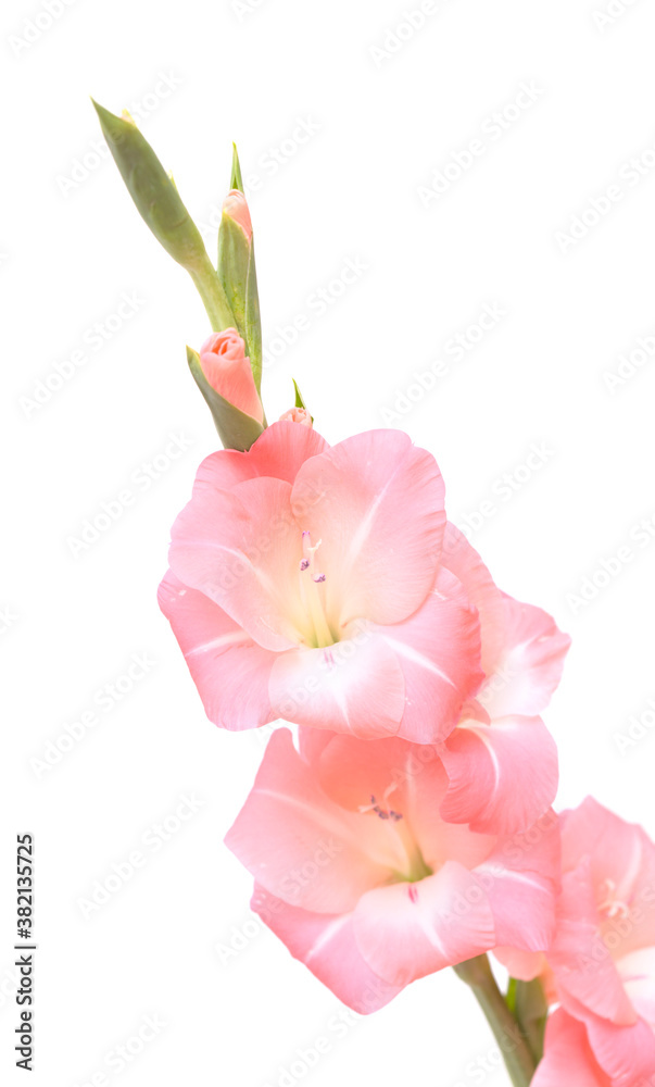 Gentle pink gladiolus or sword lily isolated on white background Gentle pink gladiolus or sword lily isolated on white background