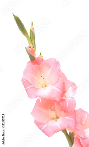 Gentle pink gladiolus or sword lily isolated on white background