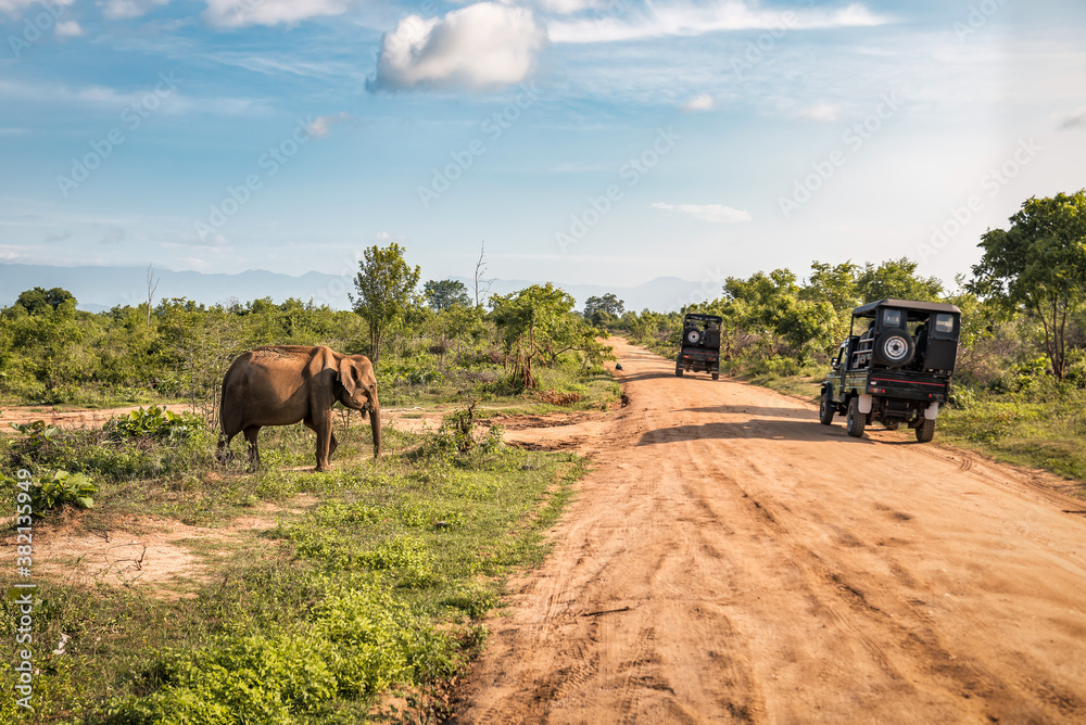 Fototapeta asian live elephant on safari