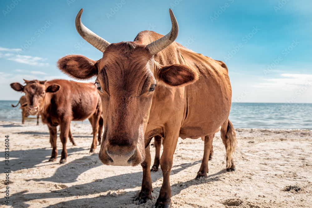 brown cows on the beach brown cows on the beach