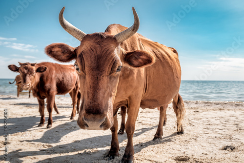 brown cows on the beach